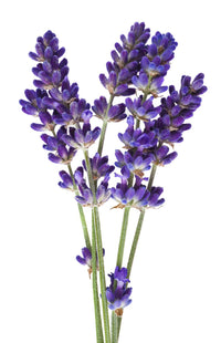 Thumbnail for Organic Lavender Essential Oil - Henna Sooq