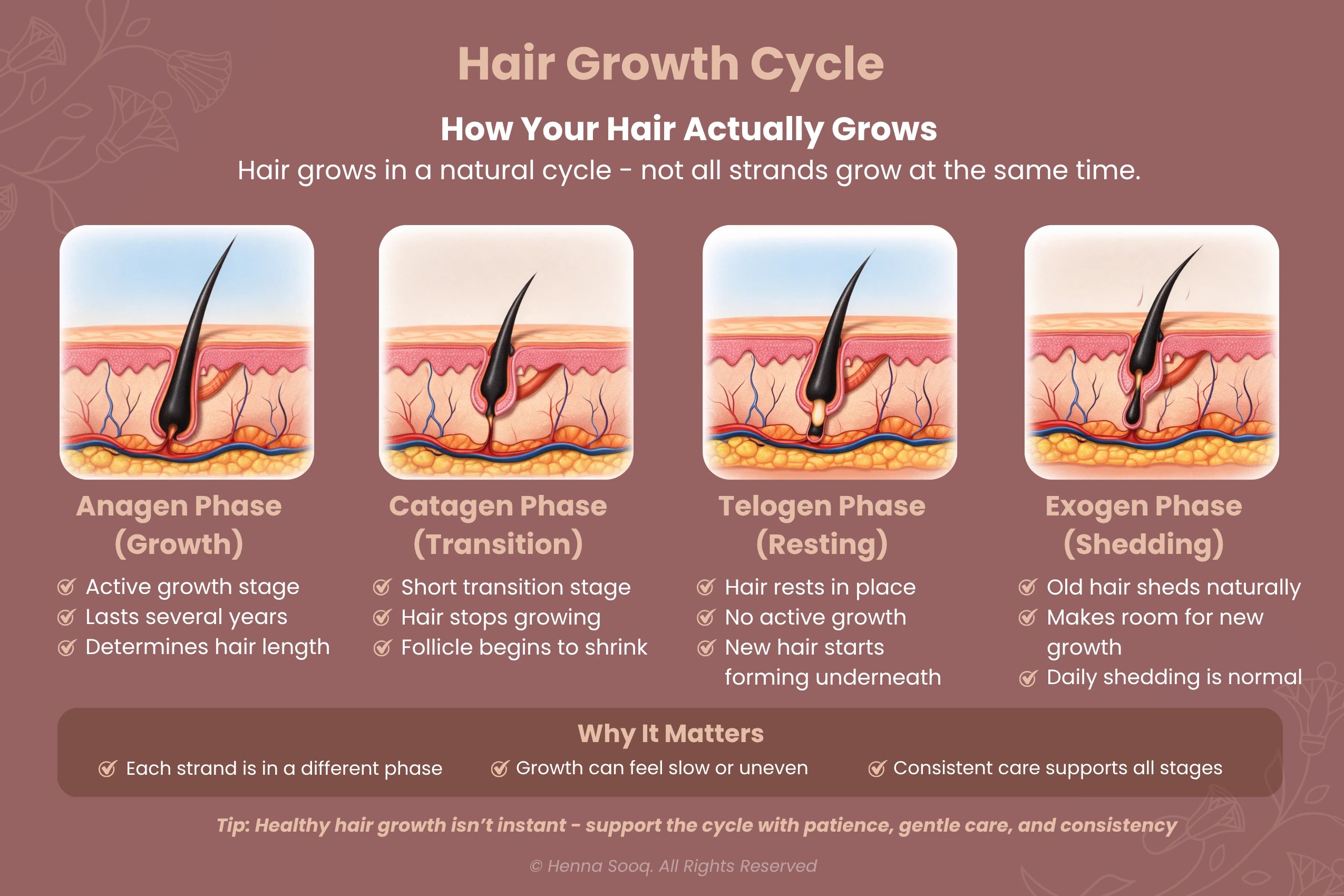 Hair Growth Cycle