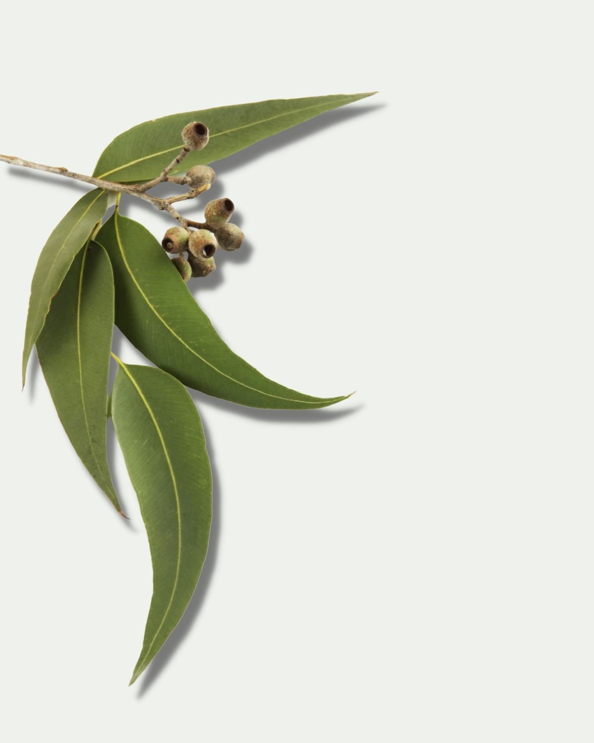 Indian Eucalyptus Essential Oil - Henna Sooq