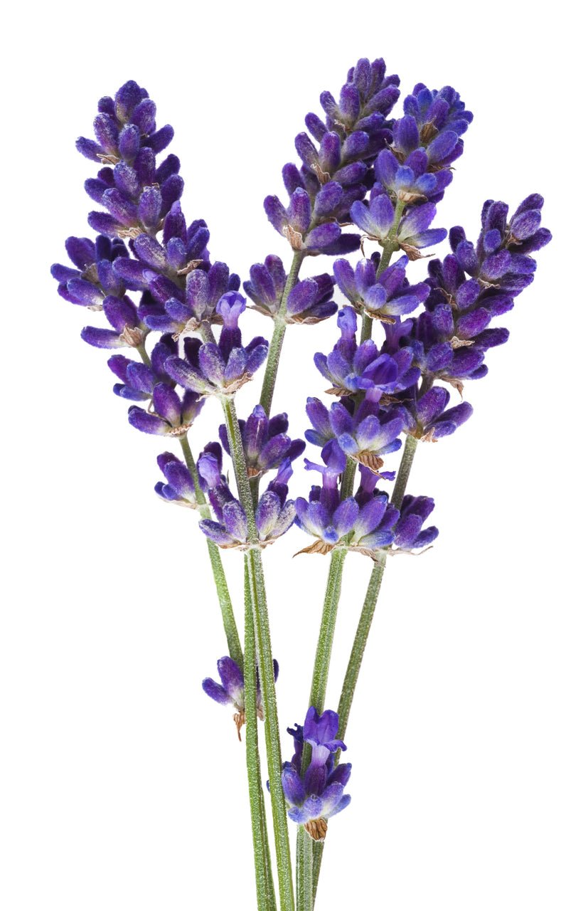 Organic Lavender Essential Oil - Henna Sooq